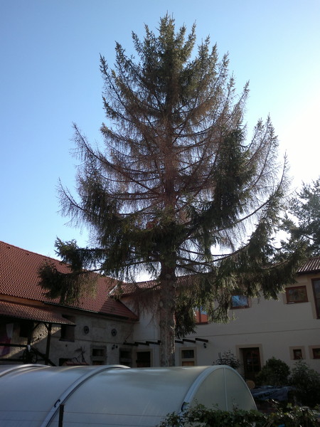 Postupné kácení s volnou dopadovou plochou - smrk