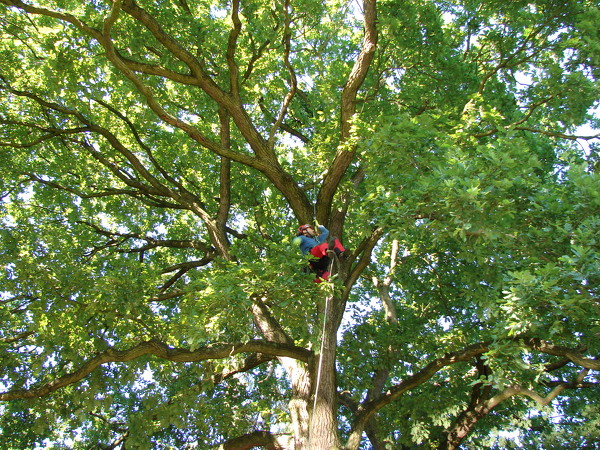 Bezpečnostní řez památného stromu v Klánovicích