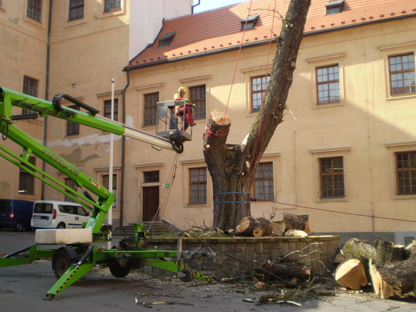 Postupné kácení pomocí plošiny - jírovec